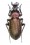 Macrothorax morbillosus arborensis