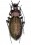 Macrothorax celtibericus brannani