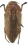 Buprestidae TR 11   15mm