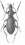 Macrothorax aumonti maroccanus (Tanger)