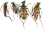 Cerambycidae TR1