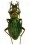 Chrysocarabus auronitens normannensis f.ind. charlottae (2me st.)