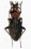 Chrysocarabus auronitens normannensis f.ind.letacqi