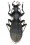 Apotomopterus piriformis dafangicus   PT