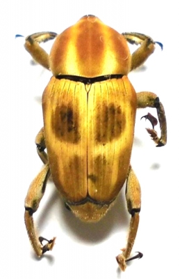 poteriophorus-monilifasciatusnet_prd.jpg