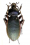 Apotomopterus prodiguus