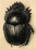 Scarabaeidae GR4