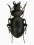 Carabomimus striatulus striatipennis