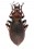 Carpathophilus  linnei