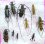 Scientific lot Cerambycidae Laos 3