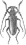 Aulacopus reticulatus