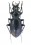 Cratocarabus redikortzevi