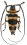 Cerambycidae Phil sp.2  (23mm)