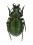 Microcallisthenes relictus