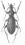 Cratocechenus akinini loudai